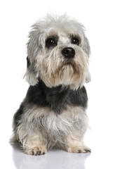 Dandie Dinmont Terrier, 2 years old, sitting in front of white background