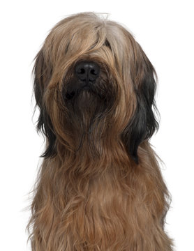 Briard dog, 1 Year Old, sitting in front of white background