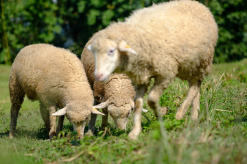 Sheeps in farmland eating meadow