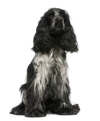 English Cocker Spaniel (2,5 years old)