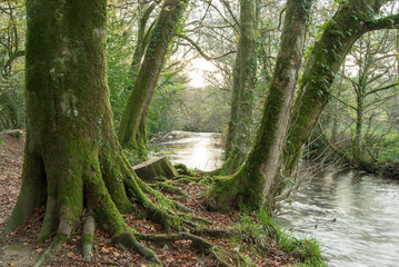 Moss on the Woods by the River Fowey