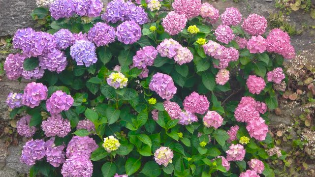 Pink and purple hydrangeas. Flowers on the wall. How plants help the environment.