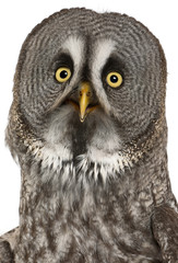 Portrait of Great Grey Owl or Lapland Owl, Strix nebulosa, a very large owl, in front of white background