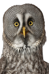 Portrait of Great Grey Owl or Lapland Owl, Strix nebulosa, a very large owl, in front of white background