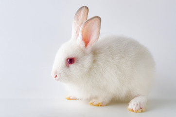 White rabbit in easter animal concept