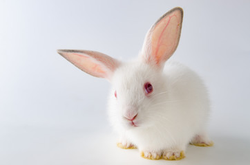 White rabbit in easter animal concept