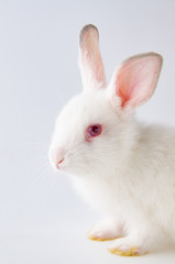 White rabbit in easter animal concept