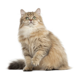 British Longhair cat, 4 months old, sitting against white background