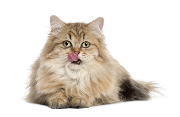 Fototapeta premium British Longhair cat, 4 months old, lying against white background