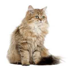 British Longhair cat, 4 months old, sitting against white background
