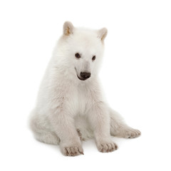 Polar bear cub, Ursus maritimus, 6 months old, sitting against white background