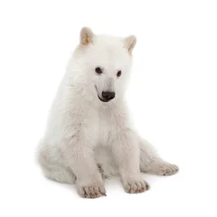 Wall murals Icebear Polar bear cub, Ursus maritimus, 6 months old, sitting against white background