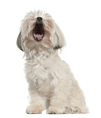 Bolognese (3 years old)