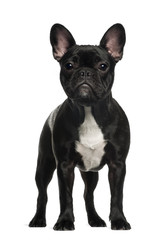 French Bulldog (6 months old)