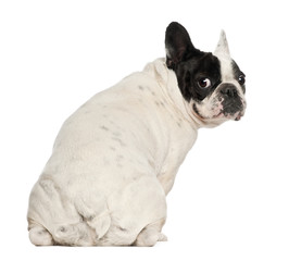 Fototapeta premium French Bulldog, 5 years old, sitting against white background