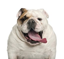 English Bulldog, 6 years old, against white background