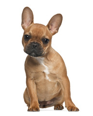 French Bulldog puppy (5 months old)