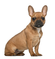 French Bulldog puppy (5 months old)