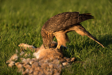 Northern goshawk