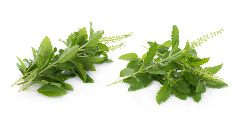 Holy basil on white background © nortongo