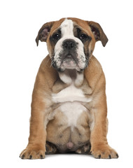 Obraz premium English Bulldog puppy (2,5 months old)