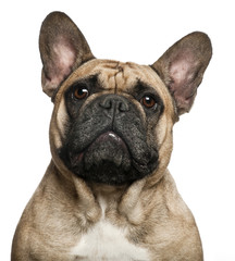 Fototapeta premium English Bulldog puppy (2,5 months old)