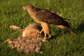 Northern goshawk