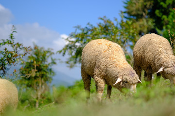 Sheeps in farmland eating meadow