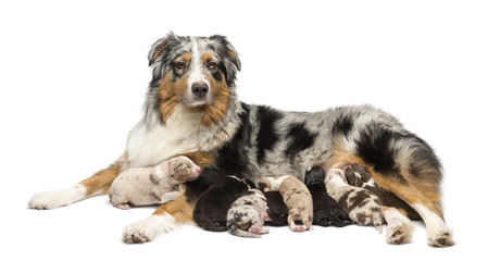 Mother Australian Shepherd with its 7 day old puppies suckling against white background