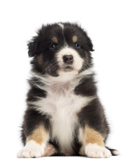 Australian Shepherd puppy, 1 months and 3 days old, sitting and portrait against white background