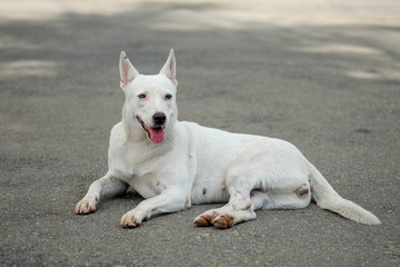 white thai dog on the garden