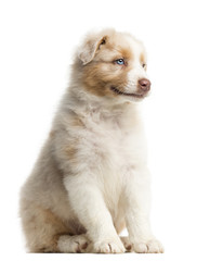 Obraz premium Side view of an Australian Shepherd puppy, 8 weeks old, sitting and looking away against white background