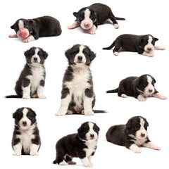 Evolution of an Australian shepherd puppy, 1 days to 2 months old, against white background