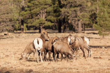 Naklejka na ściany i meble Rocky Mountain Bighorn Sheep Rutting in Fall
