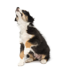Australian Shepherd puppy, 2 months old, sitting and looking up against white background