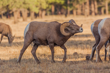 Rocky Mountain Bighorn Sheep Rutting in Fall