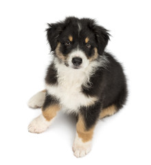 High view of an Australian Shepherd puppy, 2 months old, sitting and looking at camera against white background