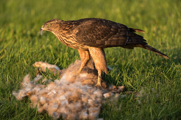 Northern goshawk