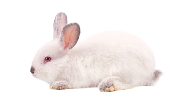 Pretty white fluffy Bunny isolated on white background. White rabbit isolated