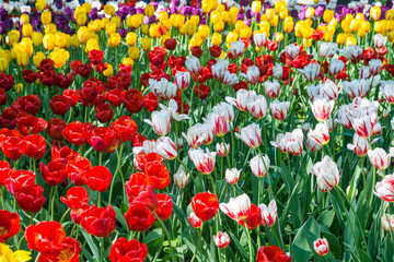 Spring flowers tulips