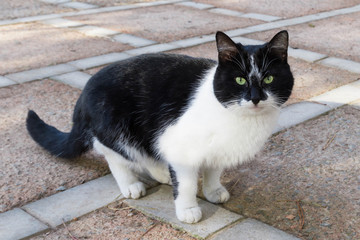 Naklejka na ściany i meble Black and white cat with green eyes
