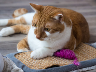 Portrait of a rusty white domestic cat