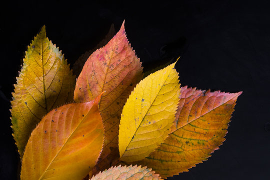autumnal cherry leaves on black background