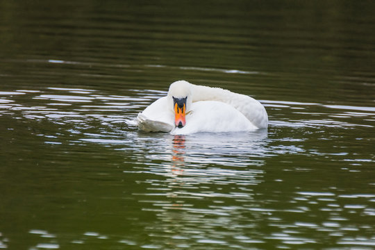 Swan Resting on the water