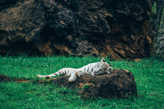 White tiger lying on a rock with the tip of his tongue out
