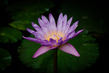 lotus