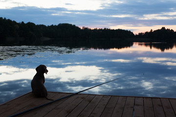 Такса с удочкой  на вечерней рыбалке.