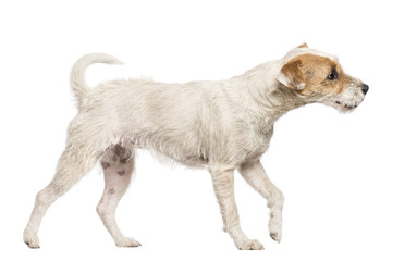 Parson Russell Terrier walking and looking away against white background