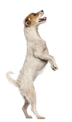 Parson Russell Terrier standing on hind legs and looking up against white background
