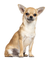 Chihuahua sitting and looking at camera against white background